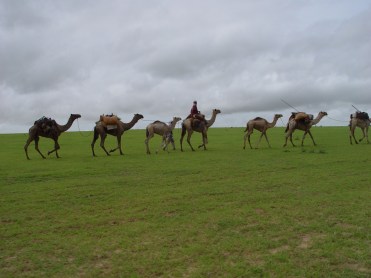 Abeche Camel Caravan