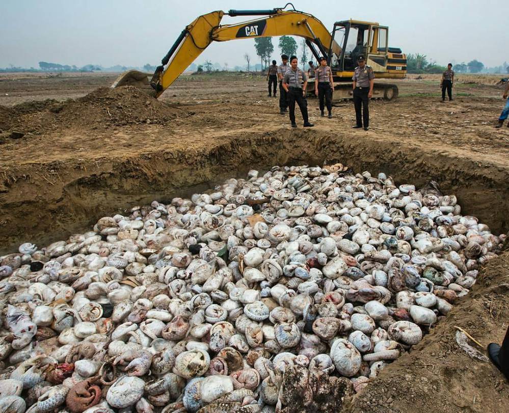 Photo credit: http://projectbiwan.com/madhya-pradesh-curbs-pangolin-smuggling-to-china-with-82-arrests-from-9-states/